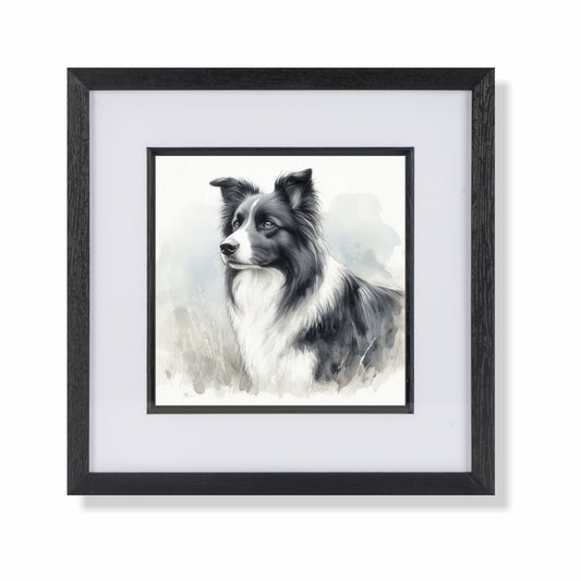 Border Collie 4